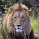 Illustration for article titled Photo Safari: Lions